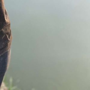 Meet your Posher, Drew